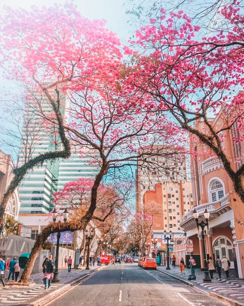 Avenida Batel em Curitiba: um estilo de vida